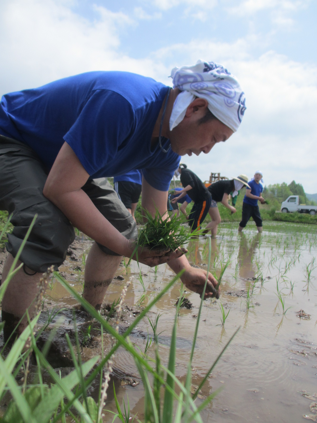 rice planting 田植え farming plant grain japanese