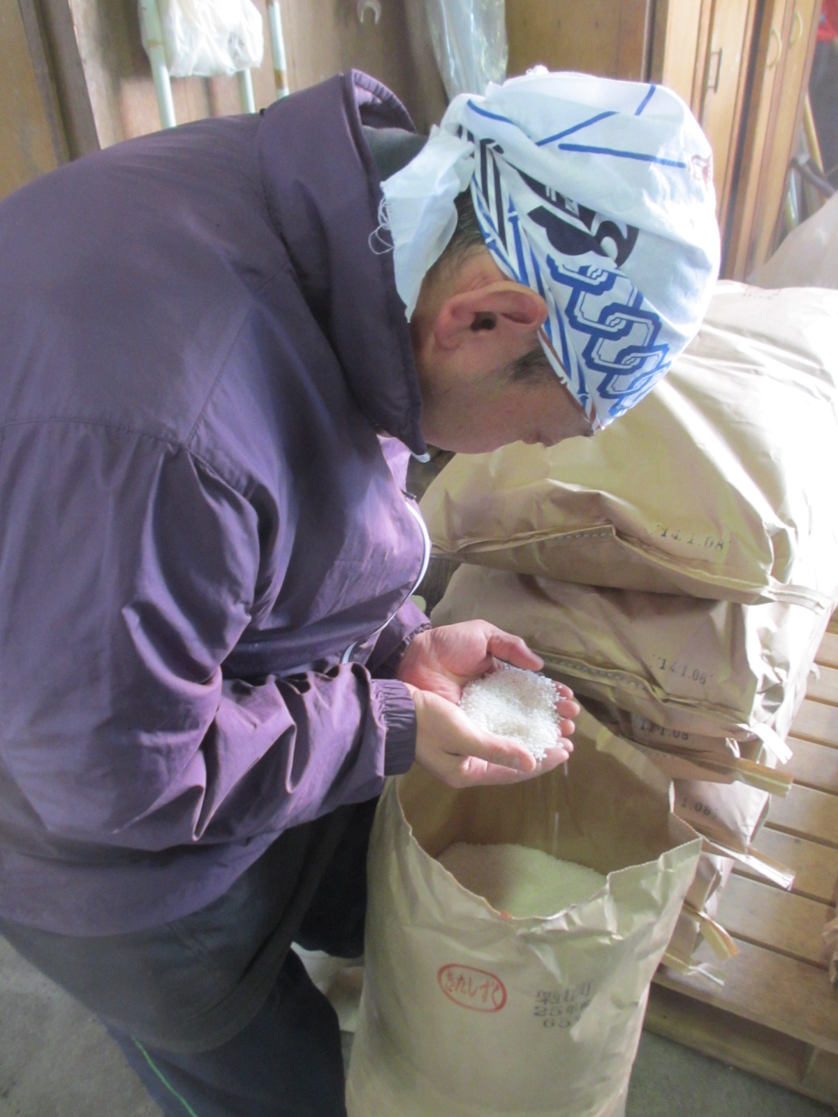 worker inspecting rice 酒米 grain sake brewing brew check